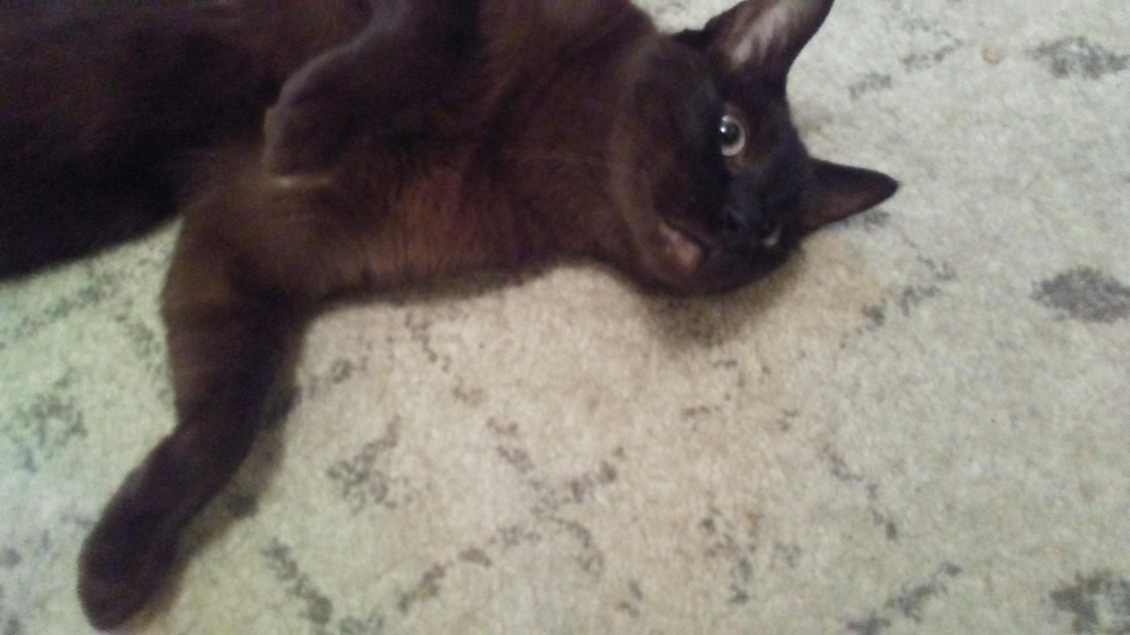 A black cat lying on its side on a patterned rug
