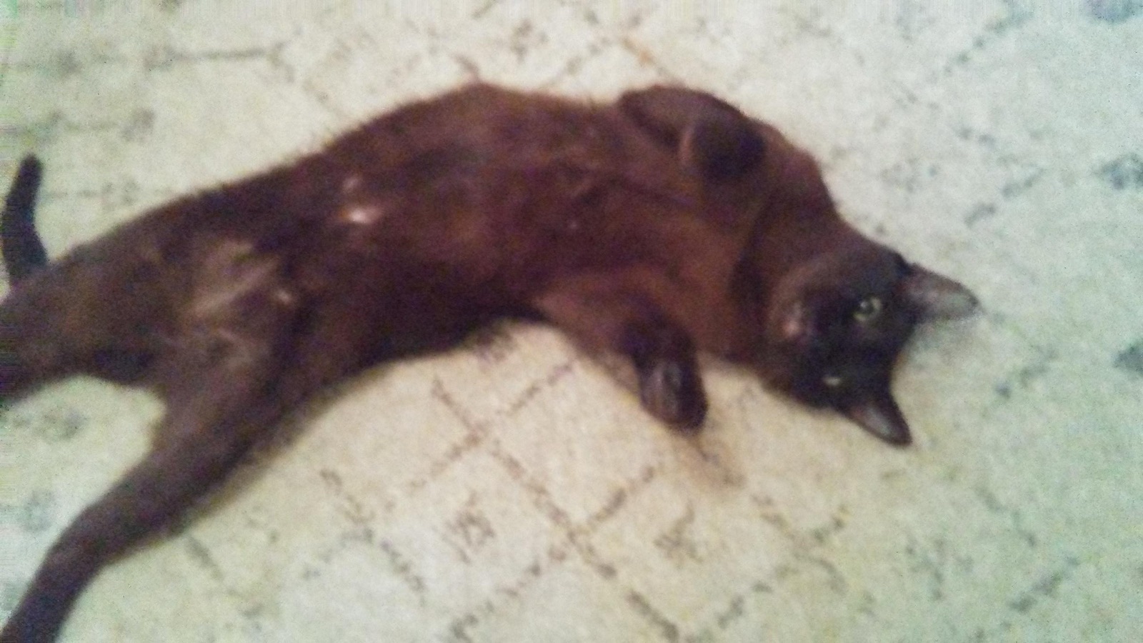 A black cat stretched out on a rug
