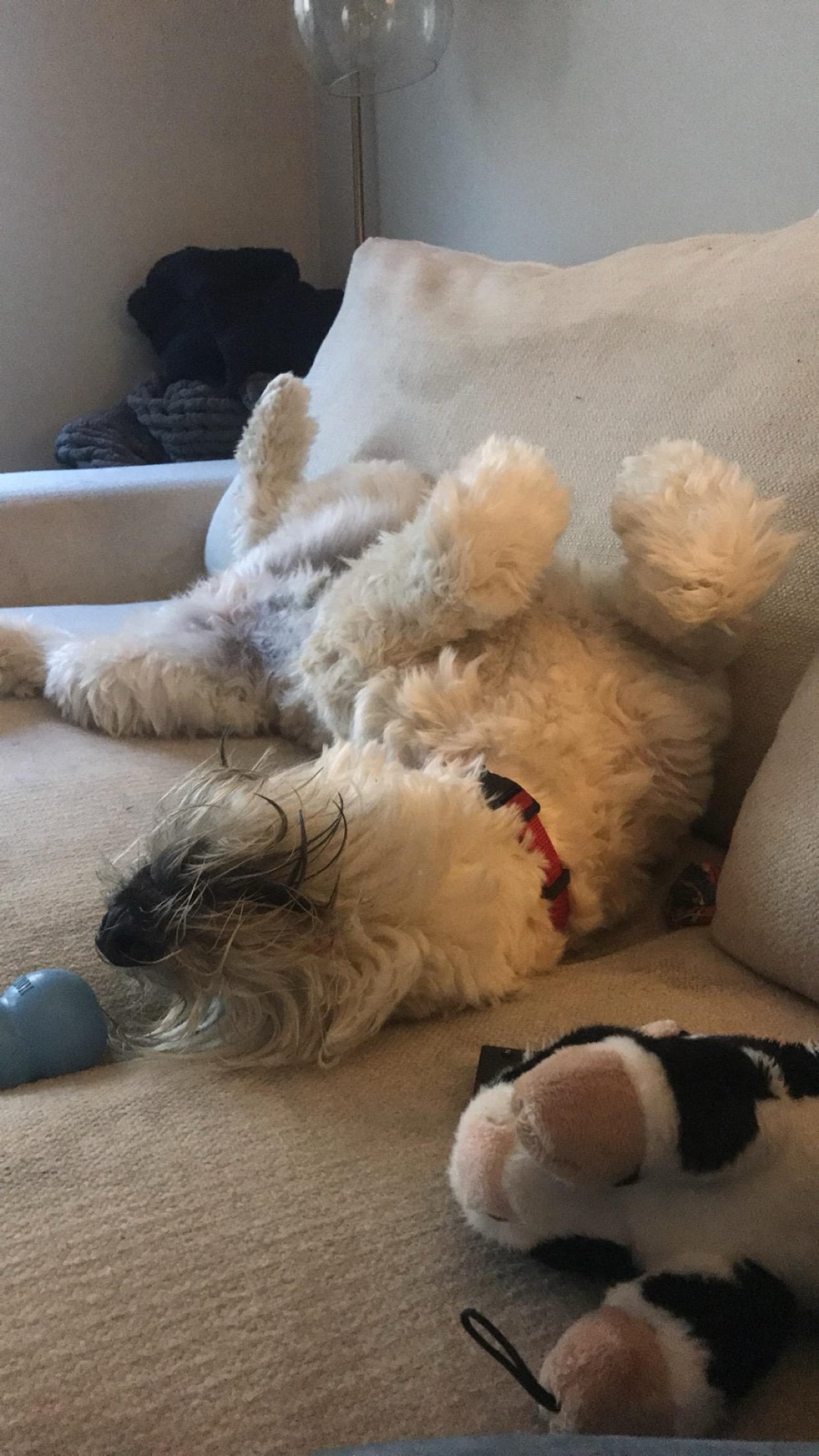 A fluffy dog asleep upside down on a couch