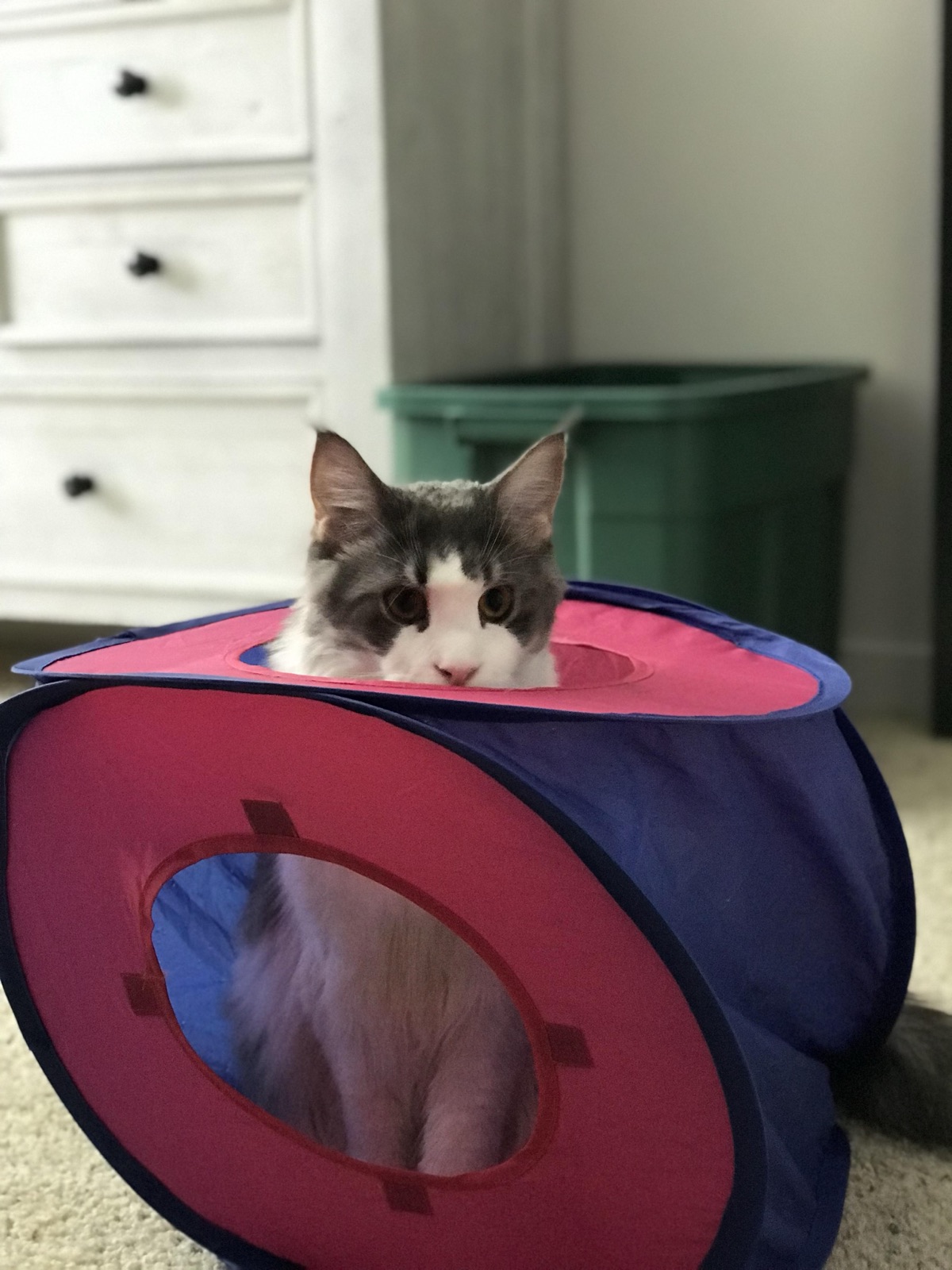 A grey and white kitten peeking out of a play tunnel