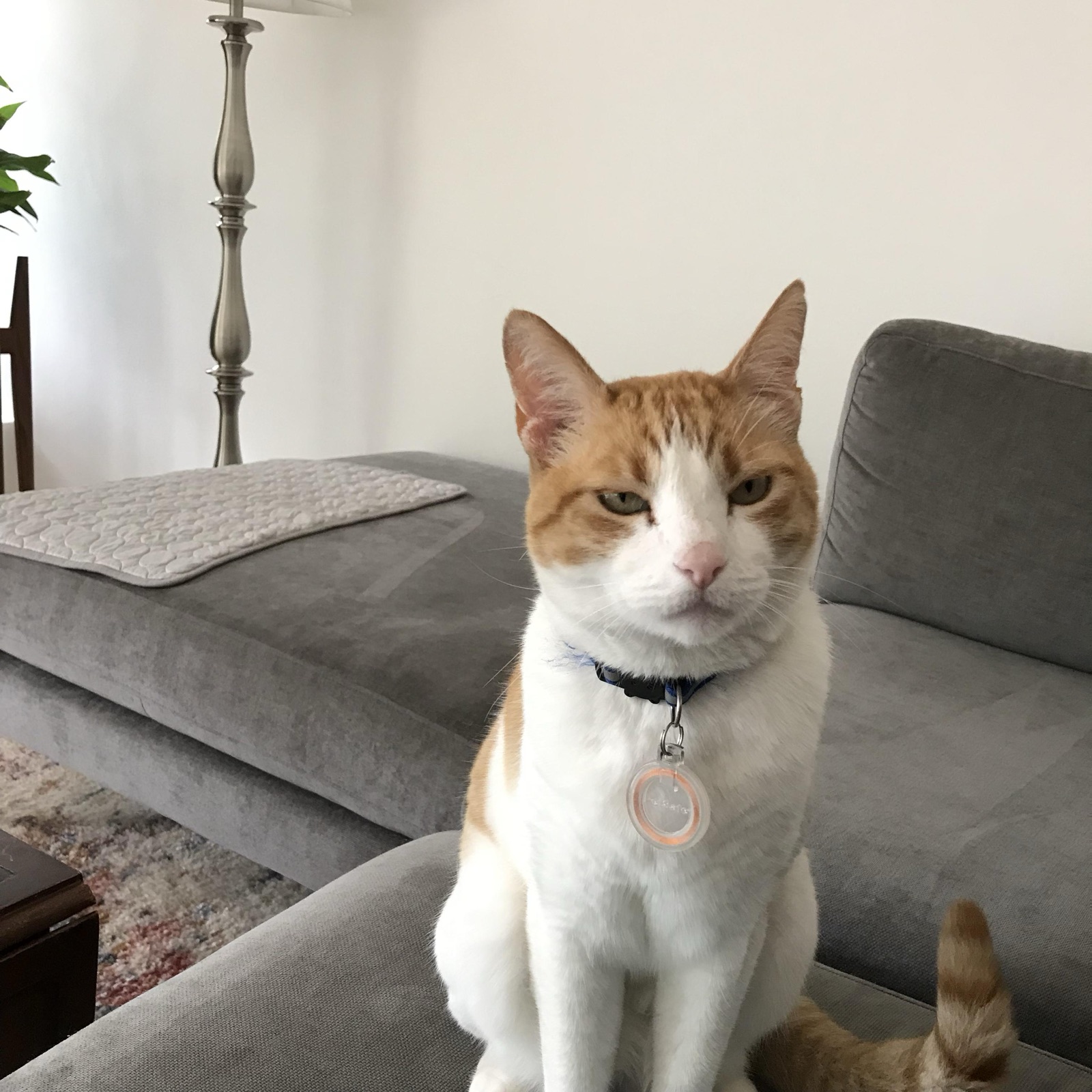 An orange and white cat sitting on a grey sofa