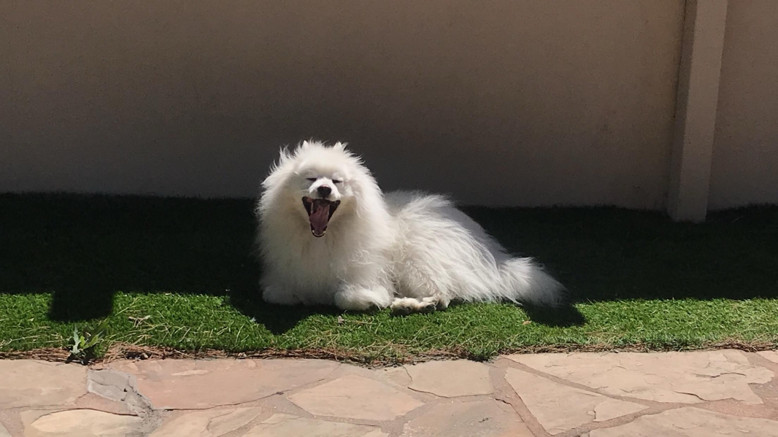 A happy white fluffy dog lying on a lawn